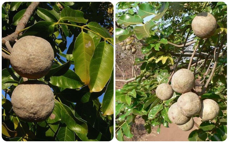 Cây xà cừ