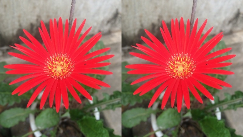 Hoa đồng tiền