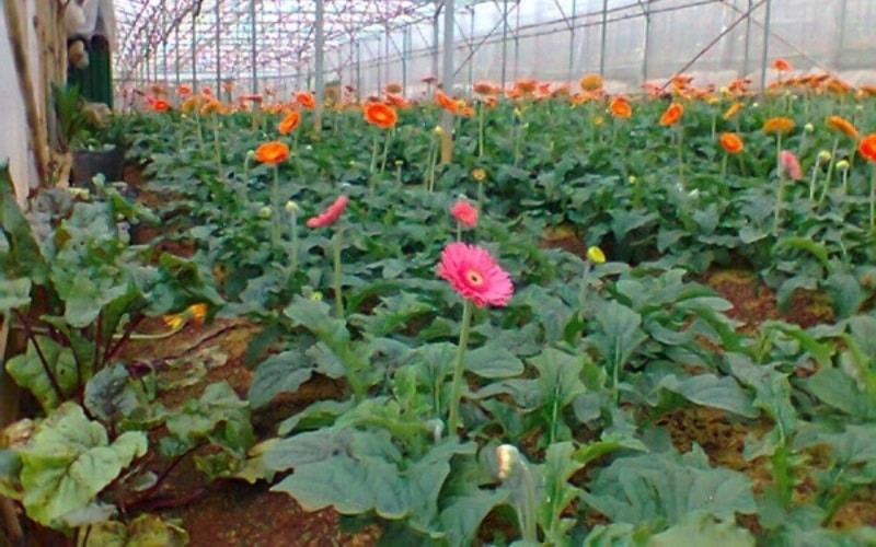Hoa đồng tiền