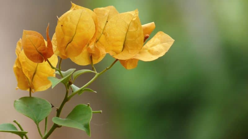 Hoa giấy màu vàng