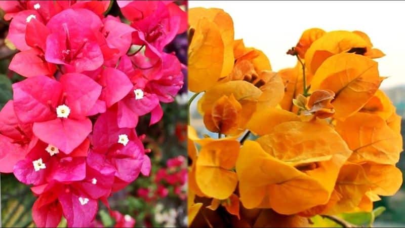 Hoa giấy màu vàng