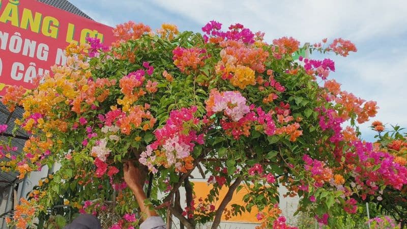 Hoa giấy màu vàng