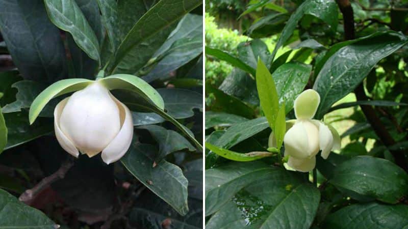 Hoa hàm tiếu