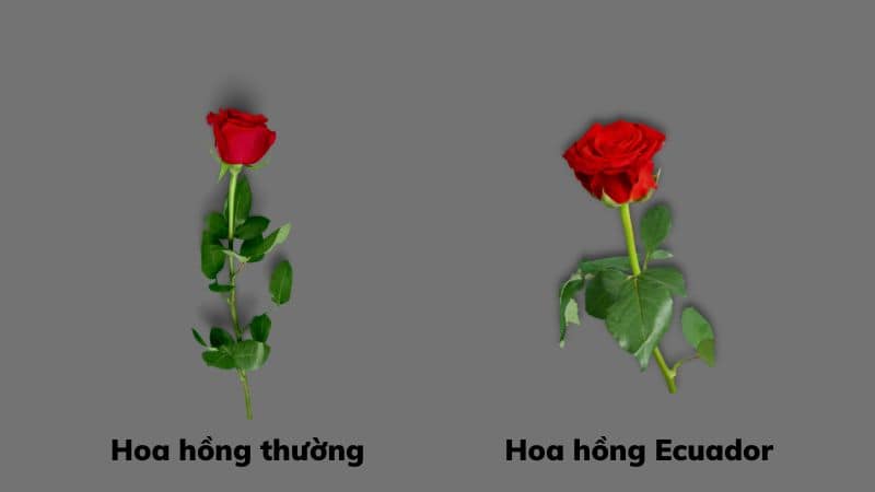 Hoa hồng Ecuador