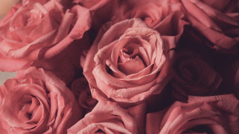 Hoa hồng phấn