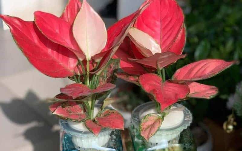 hoa Hồng Phát Lộc