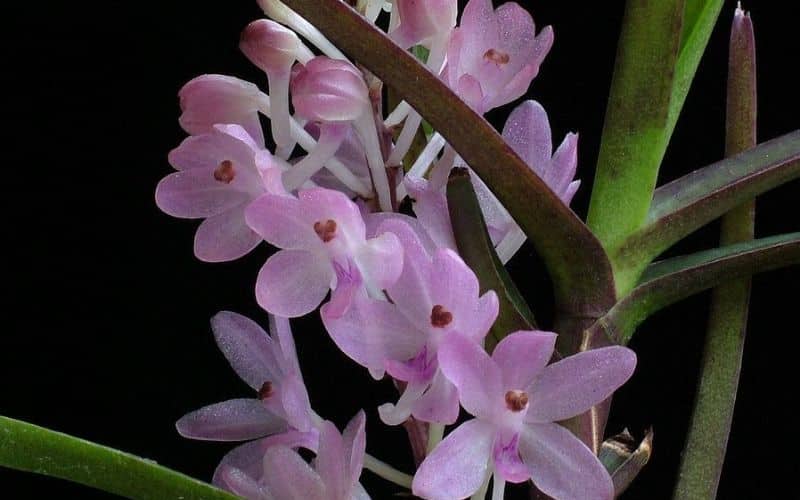 hoa lan hoàng yến