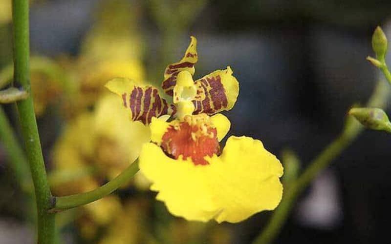 hoa lan vũ nữ