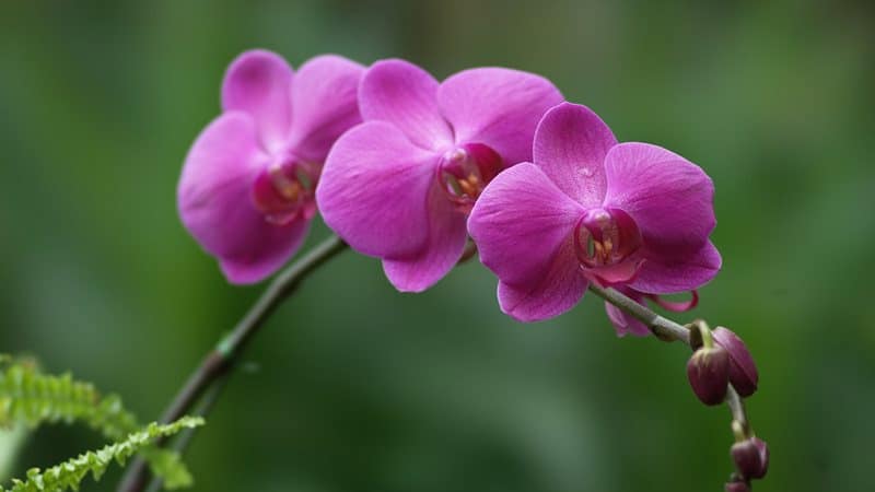 Hoa lan