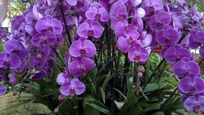 Hoa lan
