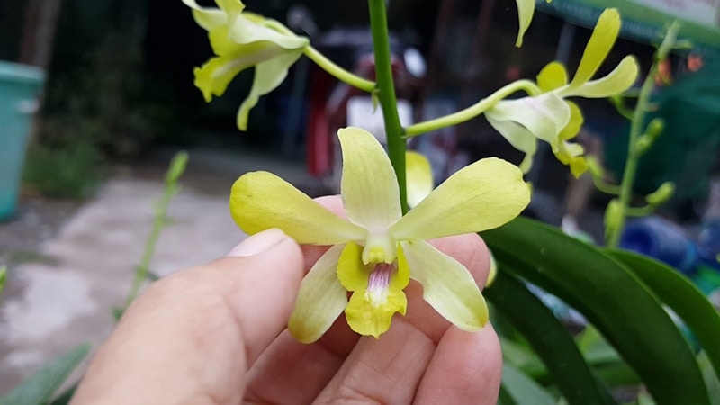 Hoa lan