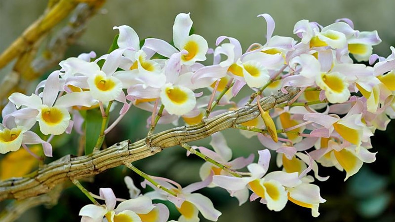 Hoa lan