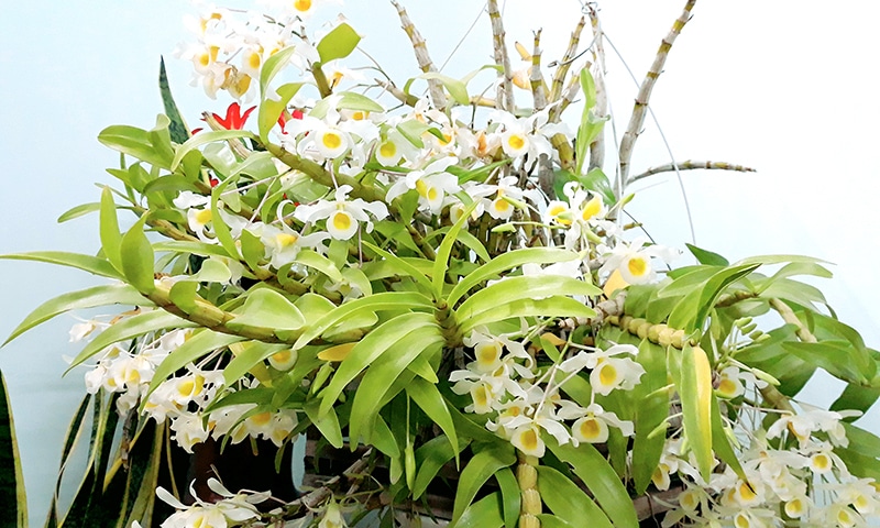 Hoa lan