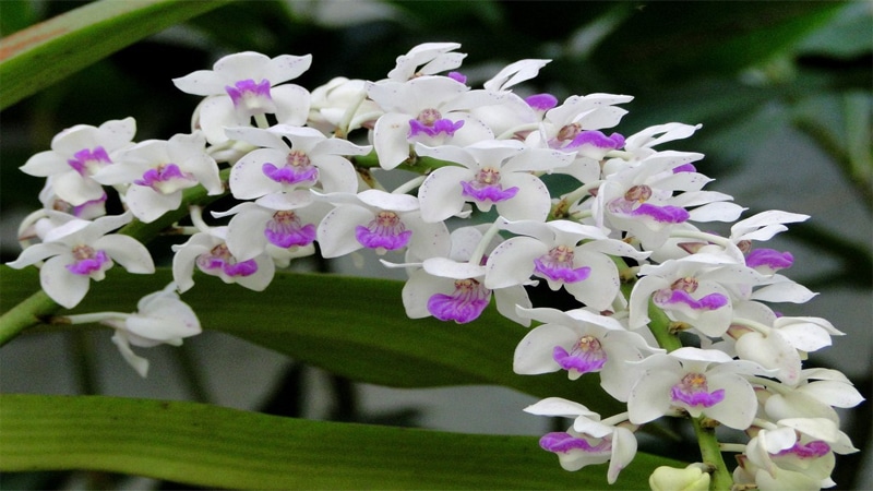 Hoa lan
