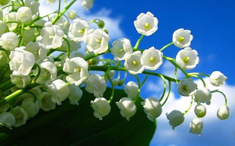 Hoa Linh Lan trắng