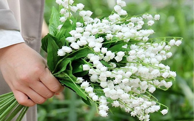 Hoa Linh Lan trắng