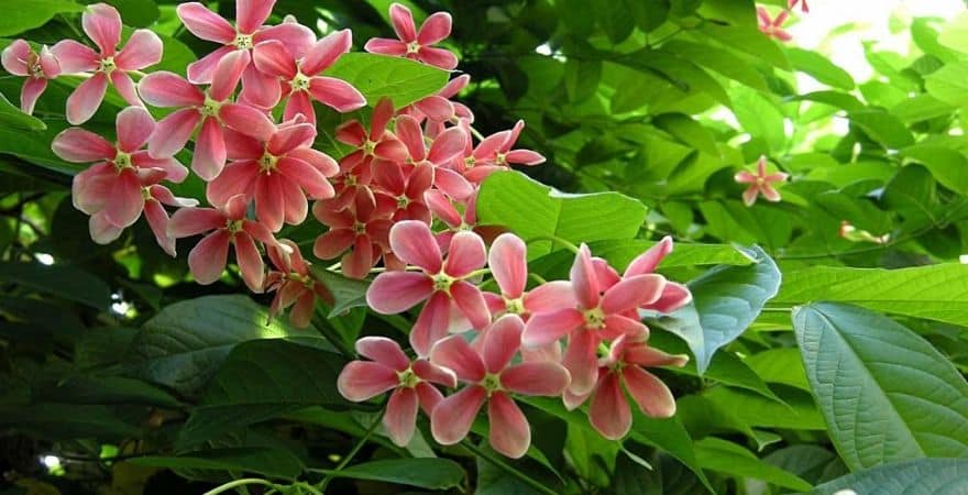 Hoa sử quân tử