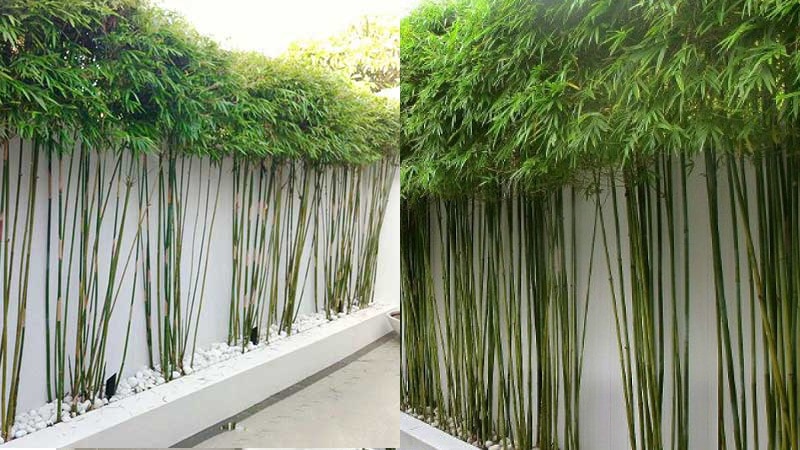 Trúc quân tử
