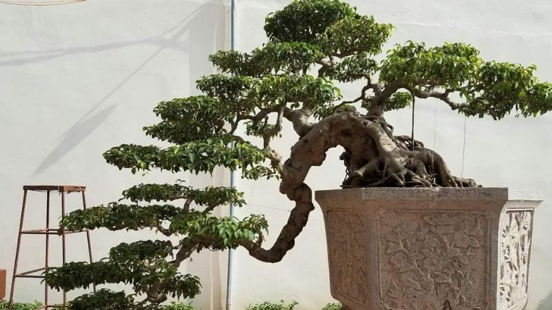Cây bonsai