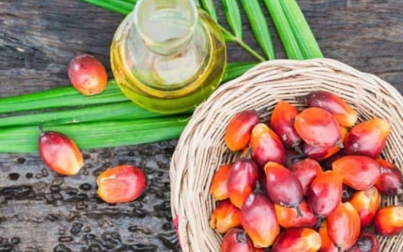 Cây cọ dầu