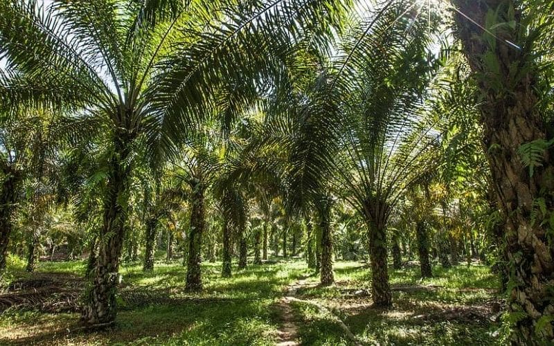 Cây cọ dầu