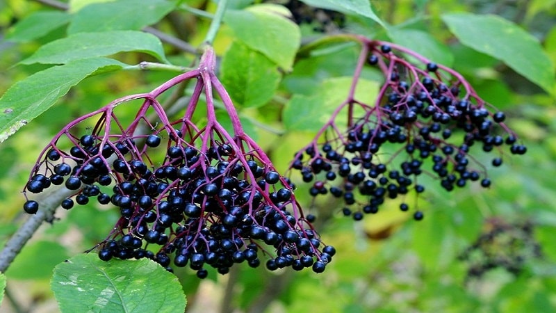Cây Elderberry