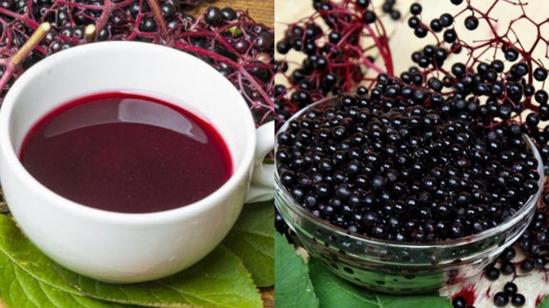 Cây Elderberry