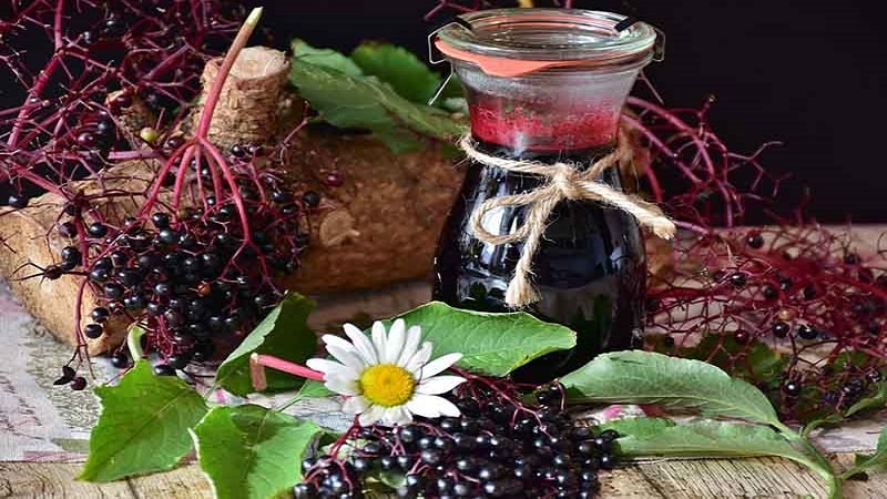 Cây Elderberry
