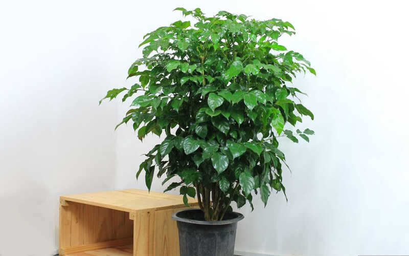 Cây hạnh phúc