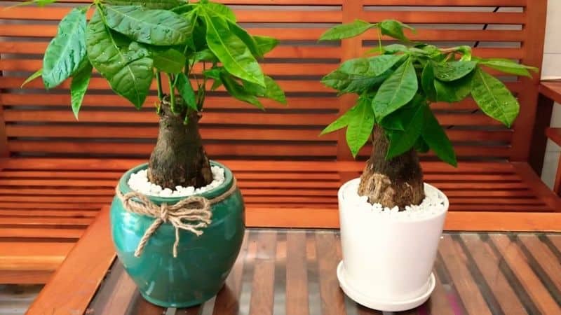 Cây hạnh phúc