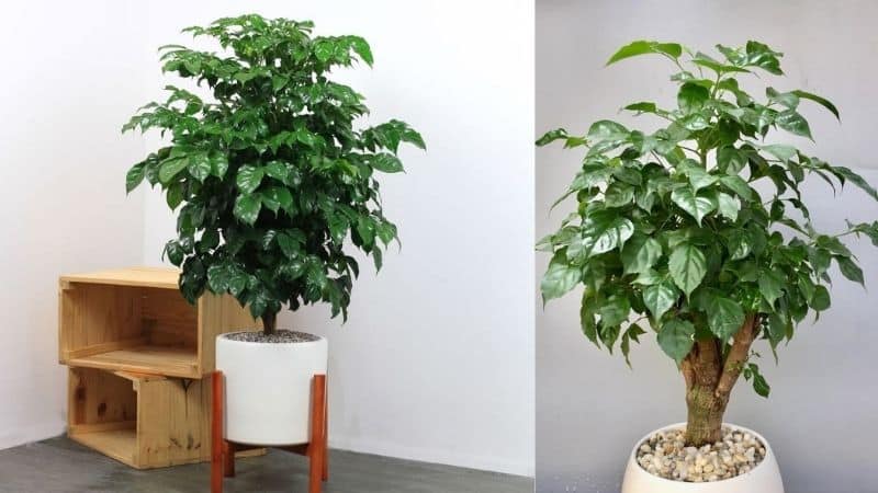 Cây hạnh phúc