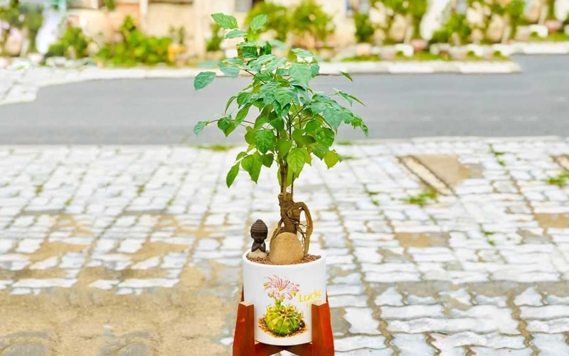 Cây hạnh phúc