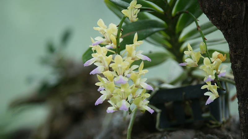 Cây lan hoàng nhạn
