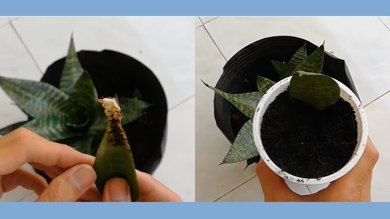 cây lưỡi mèo