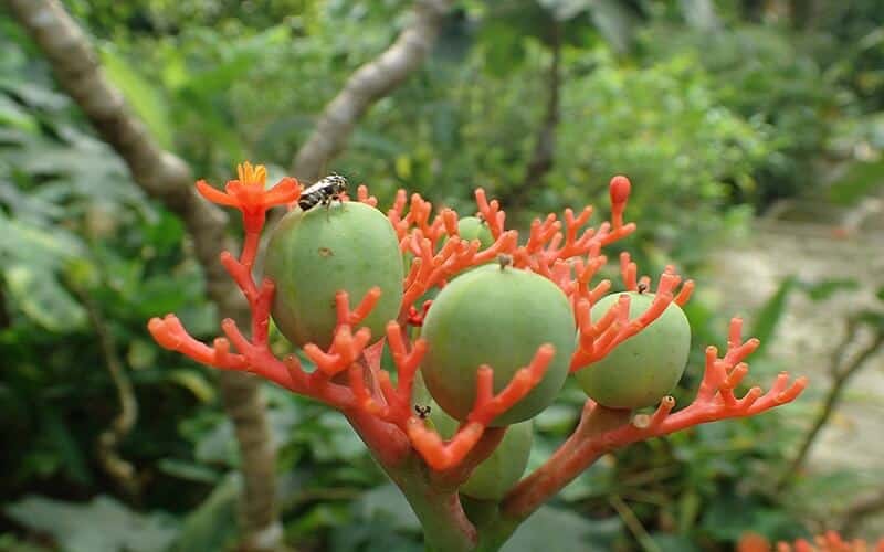 Cây ngô đồng