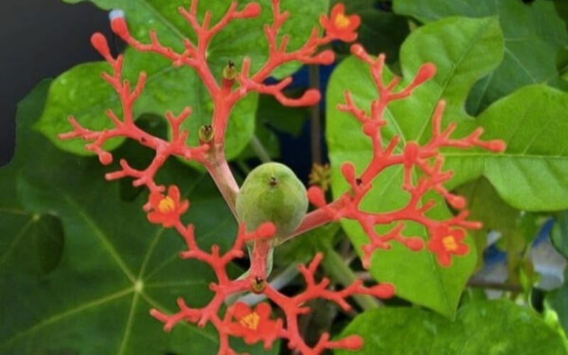 Cây ngô đồng