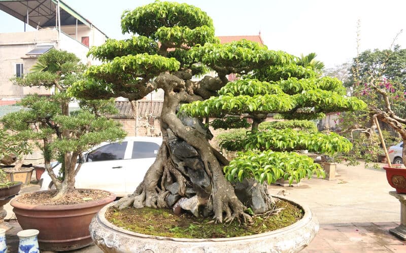 Cây sanh cảnh