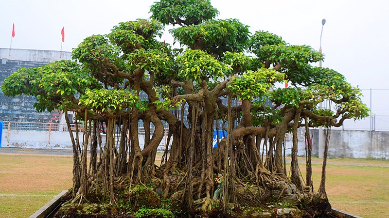 Cây sanh cảnh