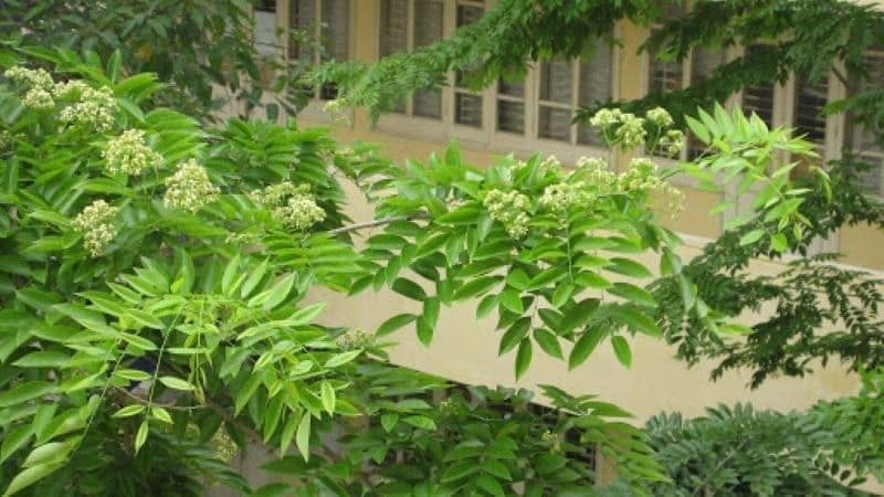 Cây sưa đỏ