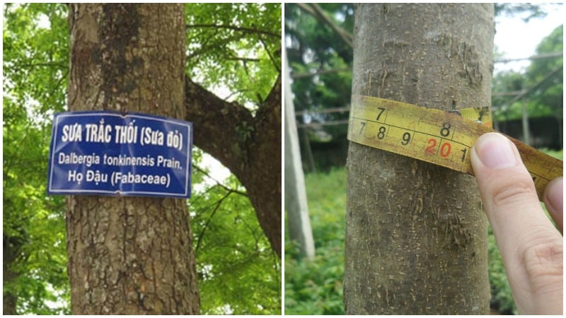 Cây sưa đỏ