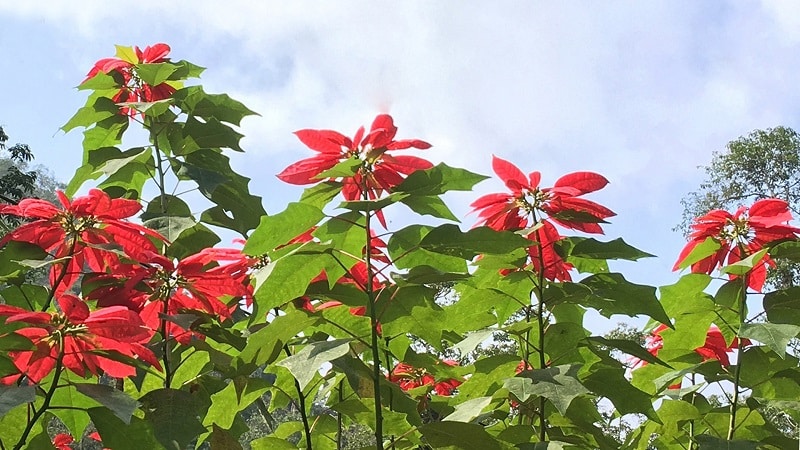 Cây trạng nguyên lá đỏ