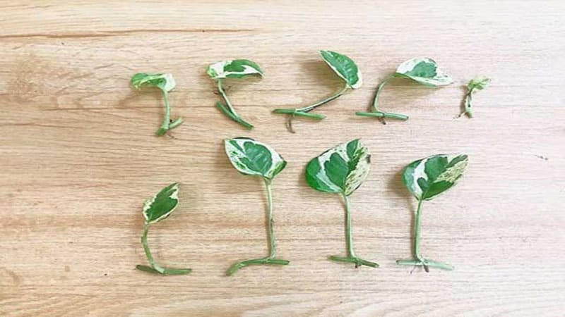cây trầu bà cẩm thạch