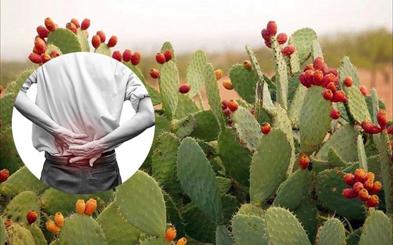 cây xương rồng tai thỏ