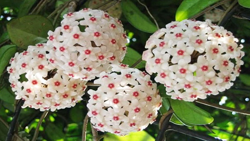 hoa lan cẩm cù
