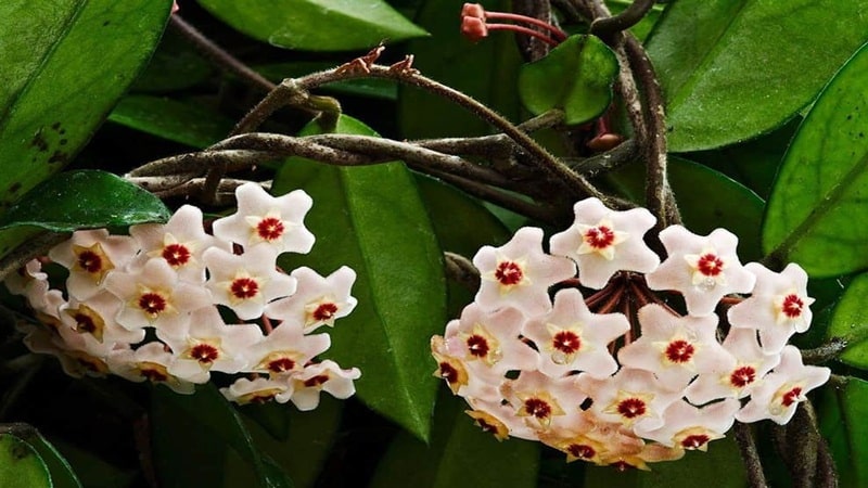hoa lan cẩm cù