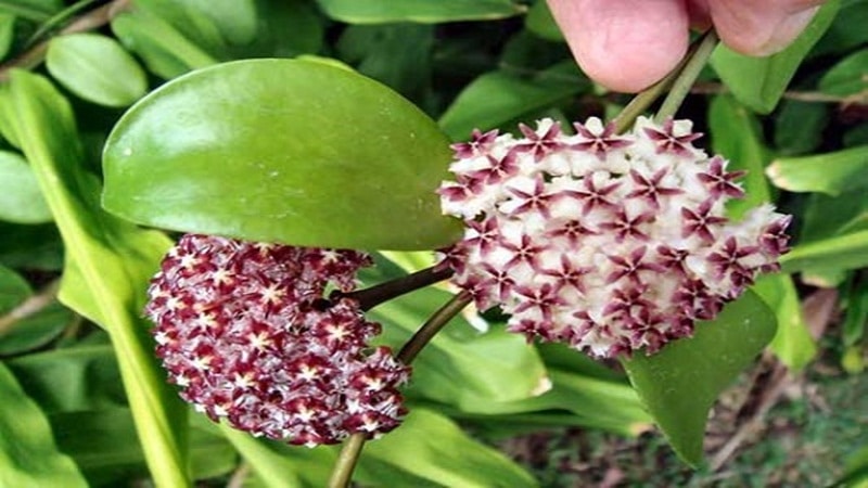 hoa lan cẩm cù