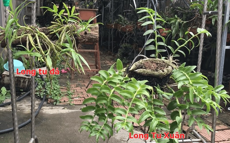 hoa Lan Long Tu