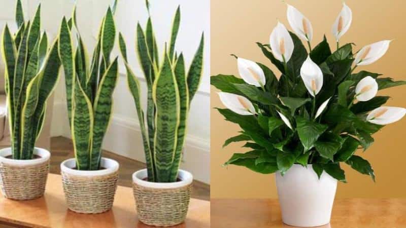 Top 15 loại cây cảnh trong phong thủy lọc sạch không khí