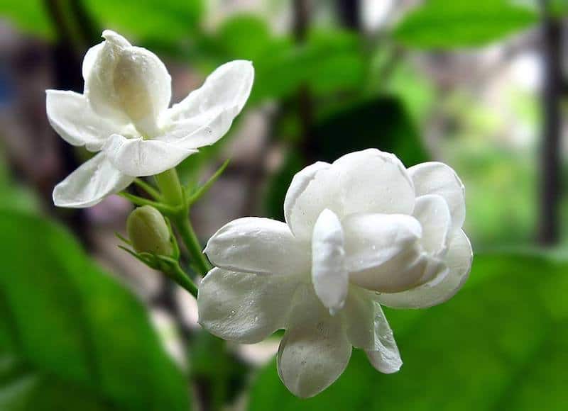 Top 15 loại cây cảnh trong phong thủy lọc sạch không khí