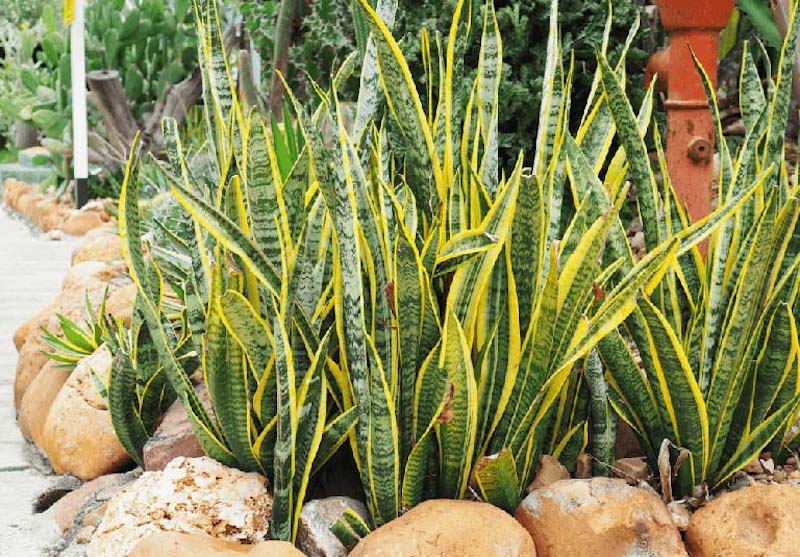 Top 15 loại cây cảnh trong phong thủy lọc sạch không khí
